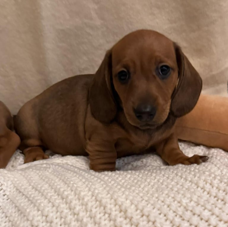 MINIATURE SABLE RED DACHSHUND PUPPIES