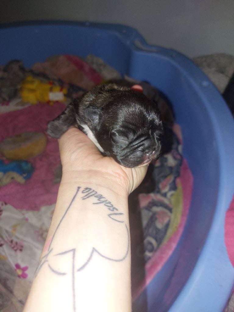 2 female french bulldog puppies merle 