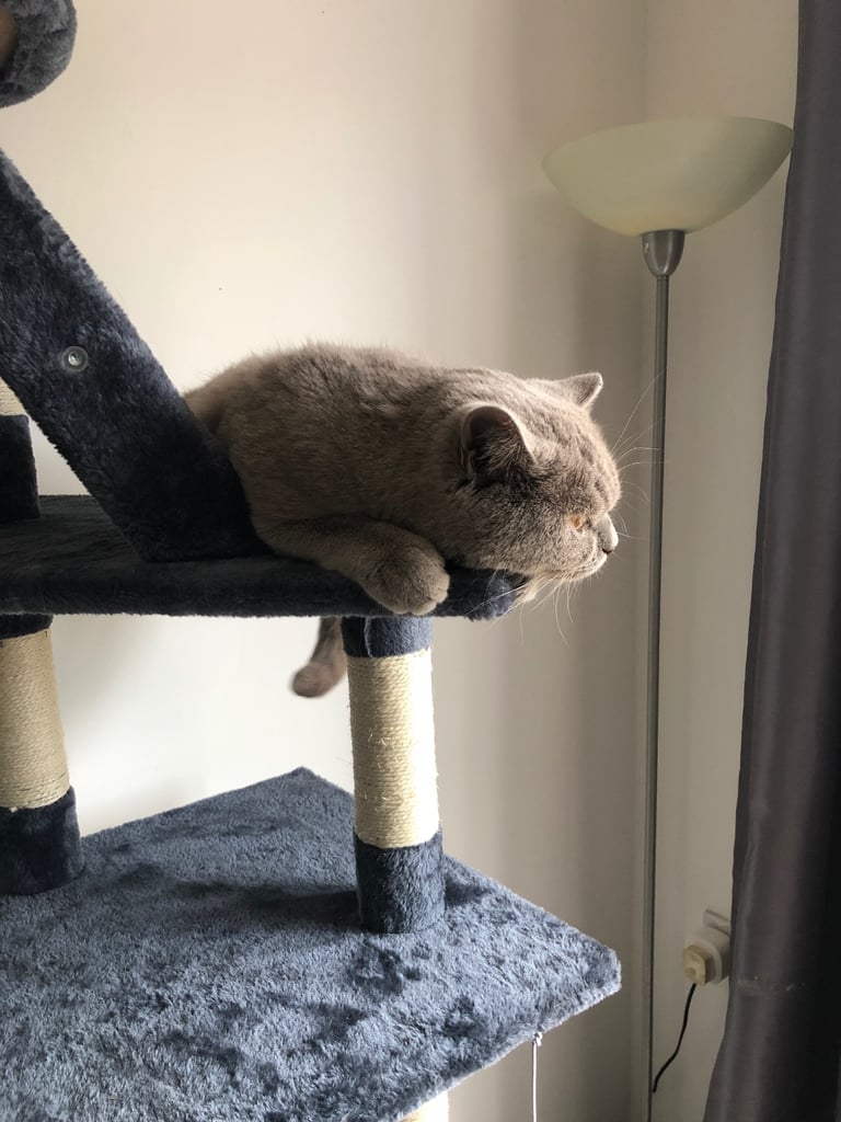 British Shorthair Cat
