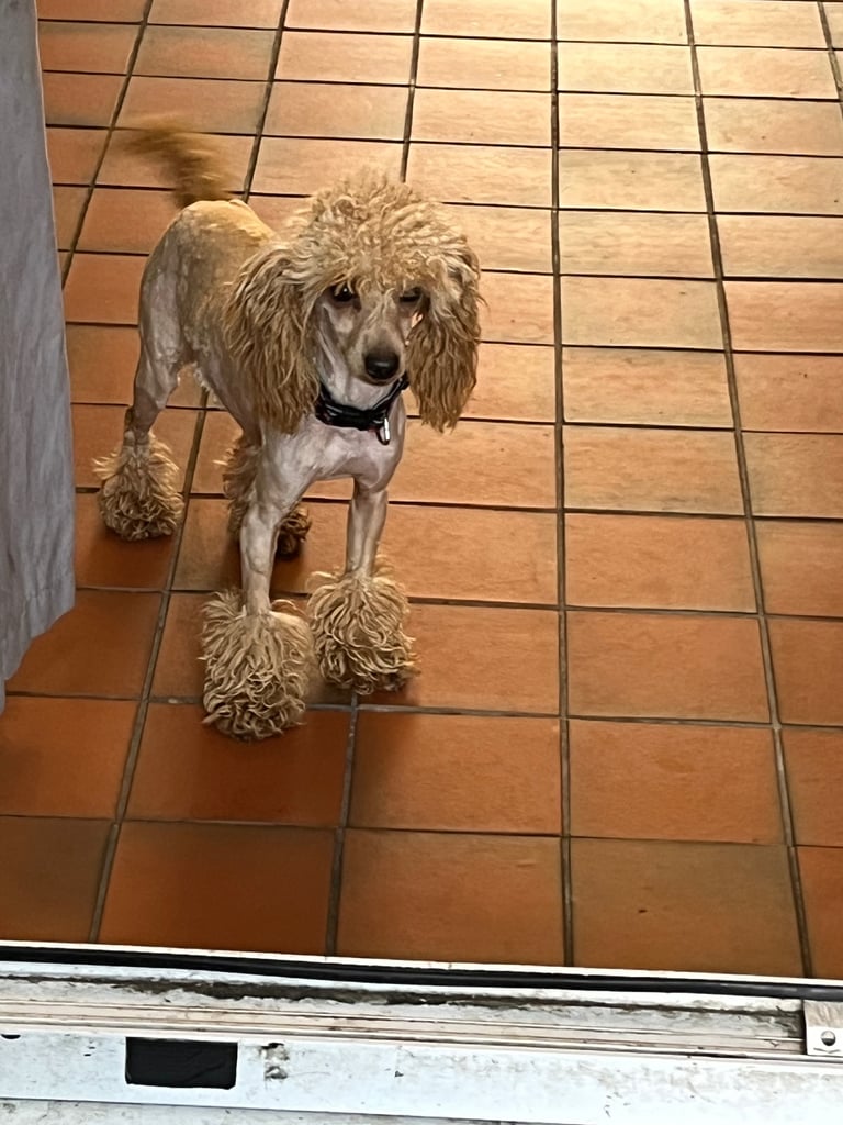 Miniature poodle male 