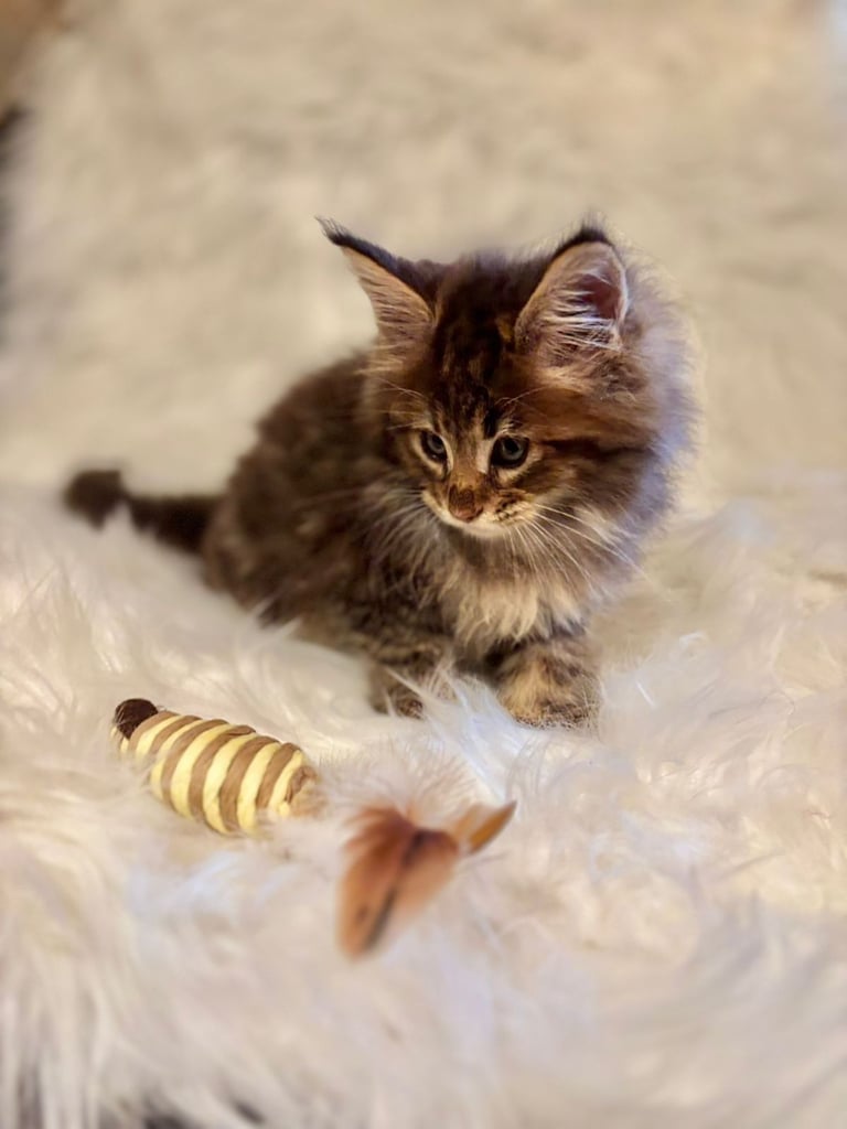 Gorgeous mainecoon kittens silver and Brown tabby