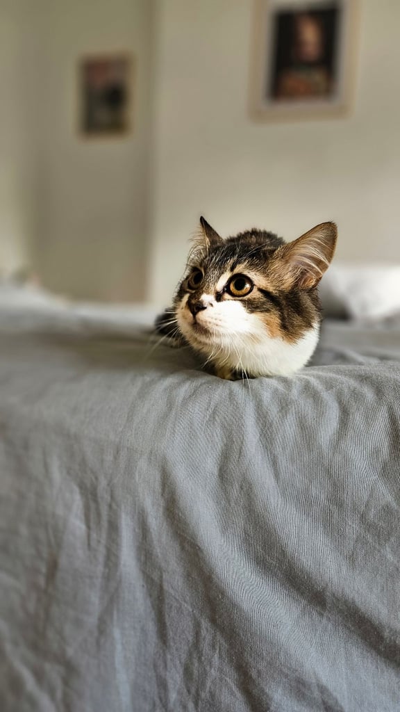 2 beautiful female tabby kittens for sale