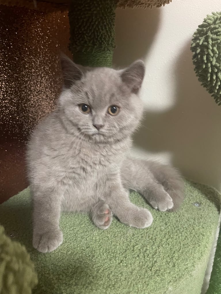 Gorgeous chunky britsh shorthair lilac kitten (male)