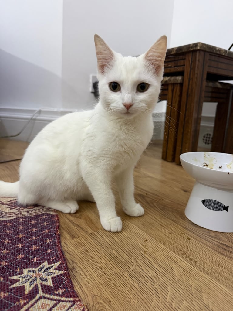 6 months old white kitten 