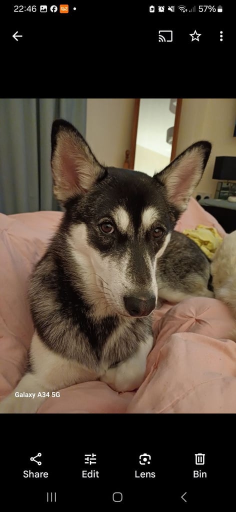 Husky little 