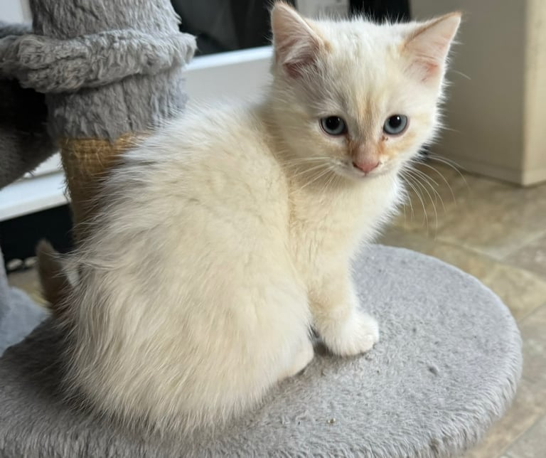 Flame point shorthair kittens 