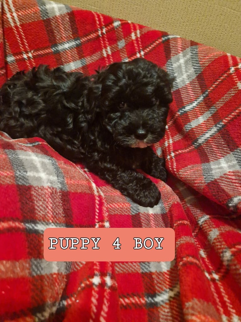 6 ADORABLE Teddy Shihpoos 