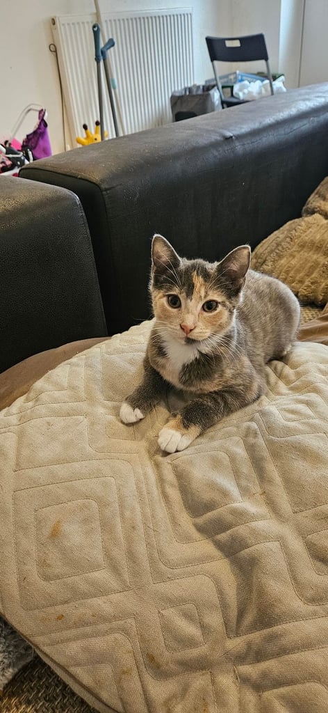 Rumi is looking for her forever home