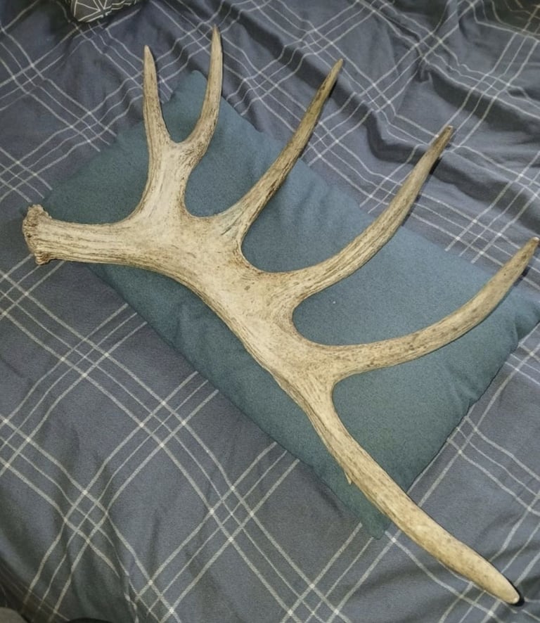 Antler 