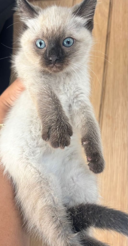 Kittens (read description)