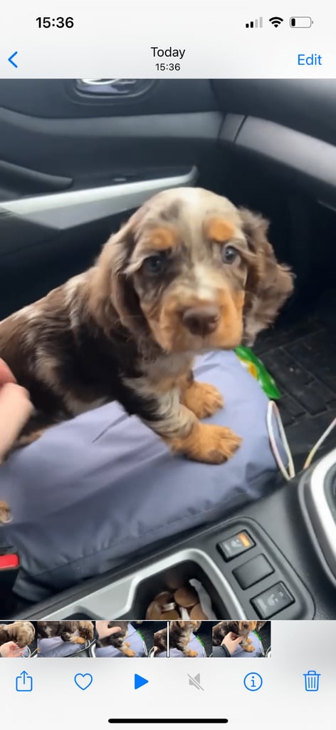 English Cocker spaniel puppies 