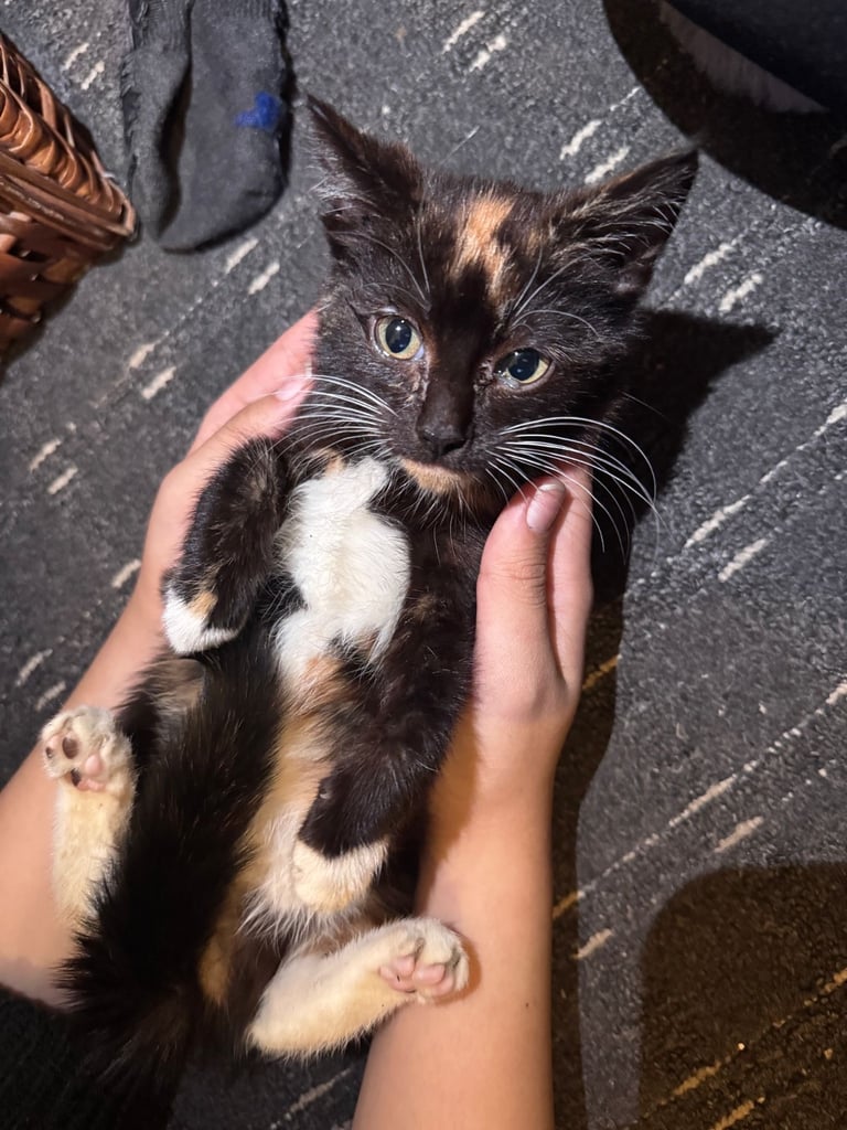 Tricoloured kitten 