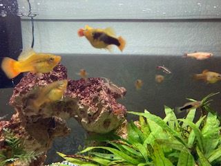 image for Platys fry available