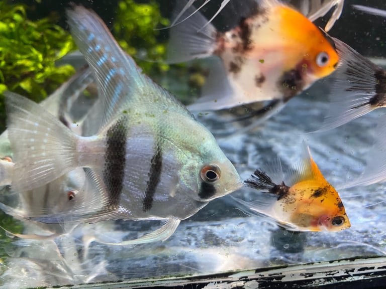 Angel fish