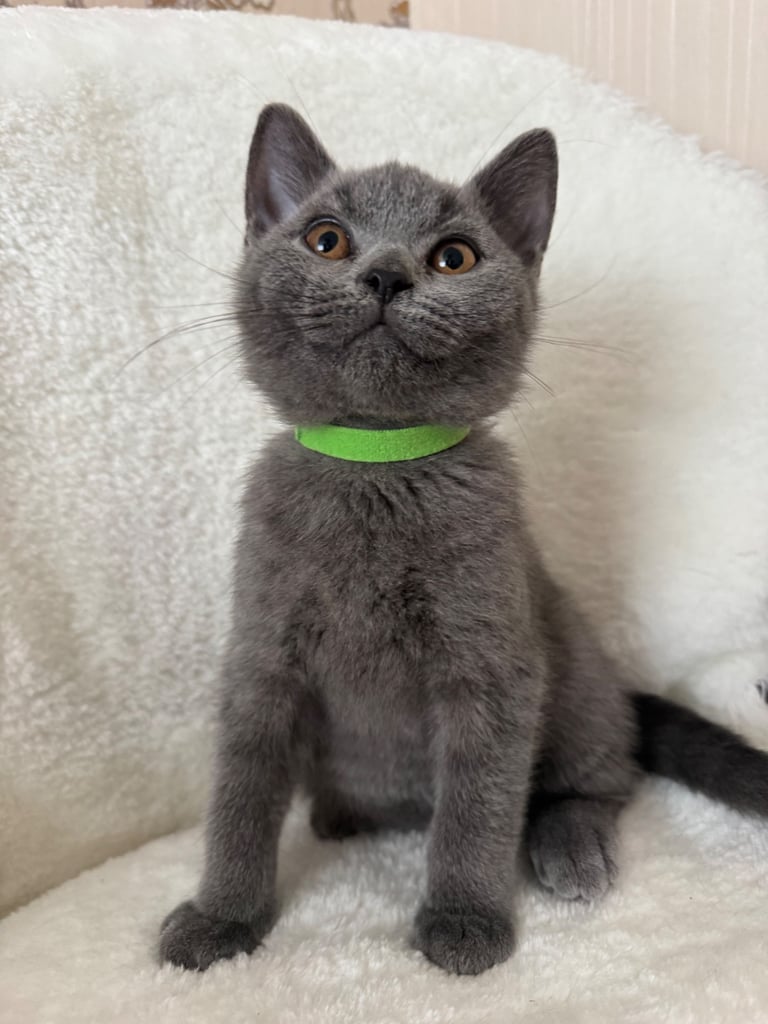  One Beautiful British short hair kitten available