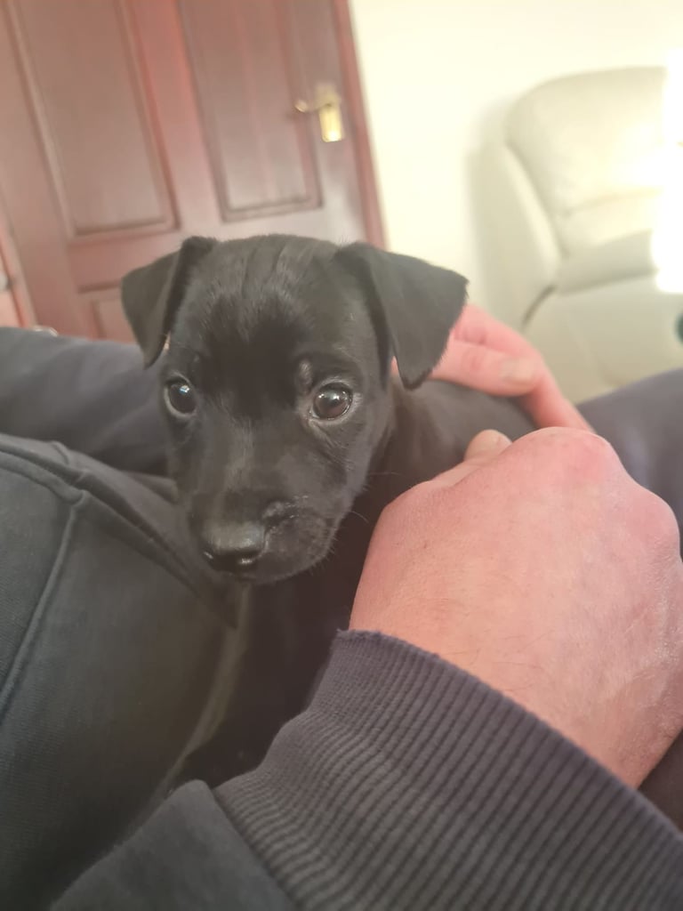 Full Patterdale terrier puppies available now