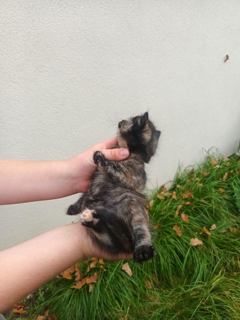 6 Kittens and Mother For Sale