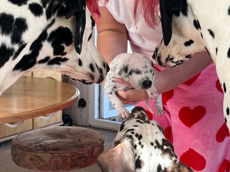 Stunning Dalmatian puppies KC reg show winners 