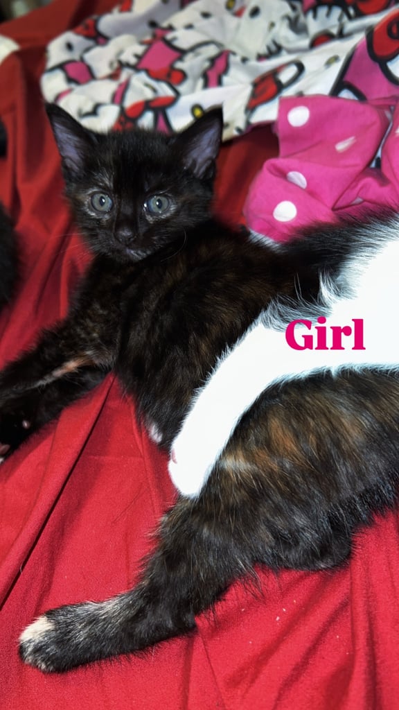 image for 2 Beautiful Kittens For Sale!!