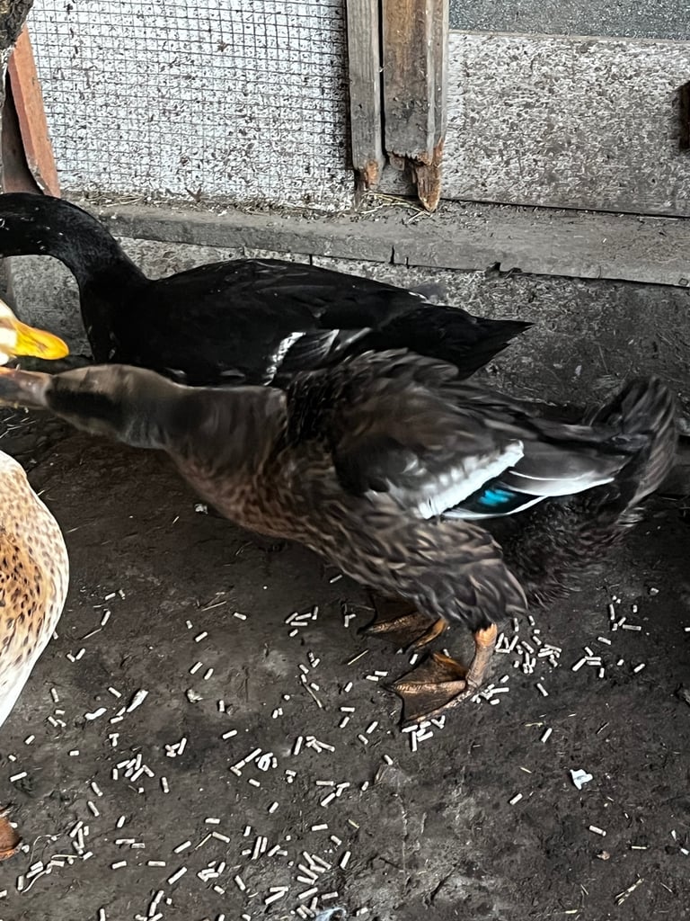 4 Ducks and 10 chickens 