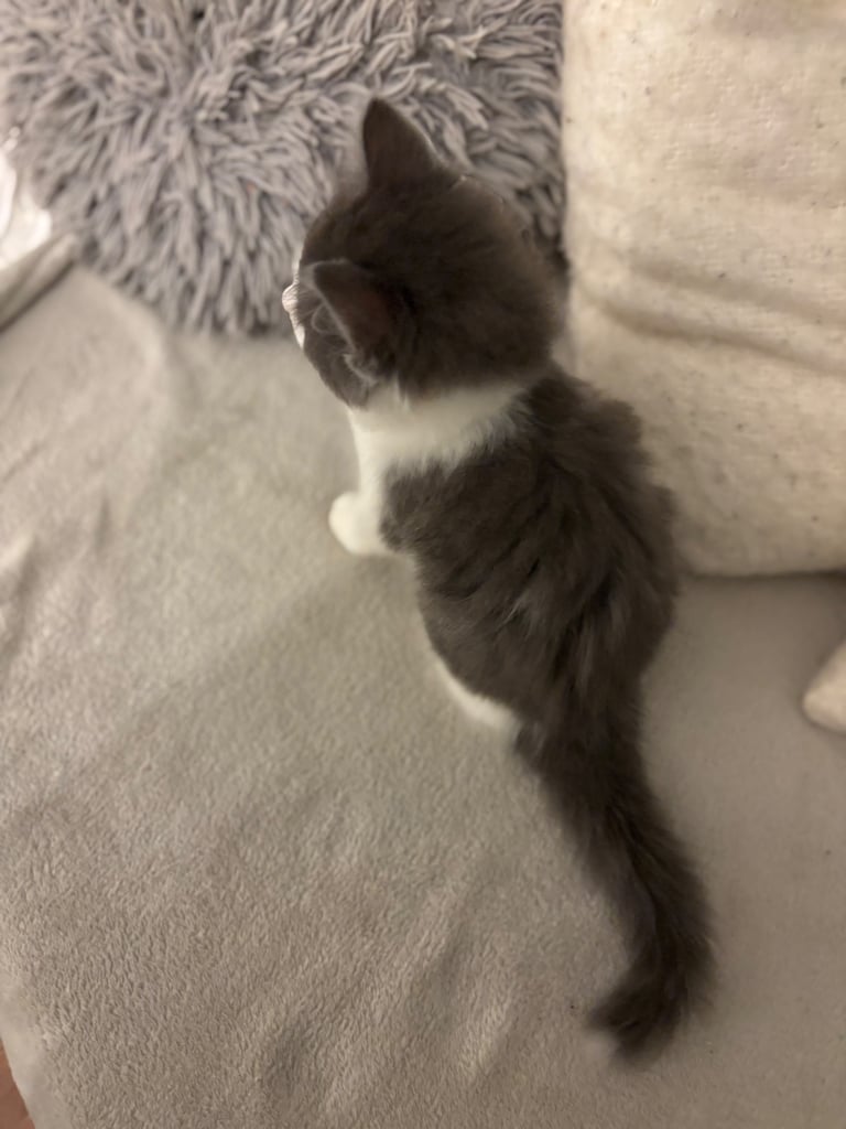 kittens 