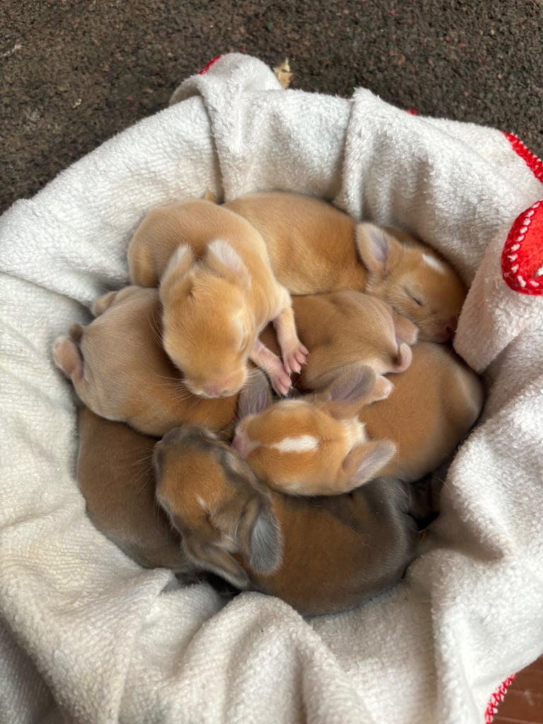 Mini lops for sale 