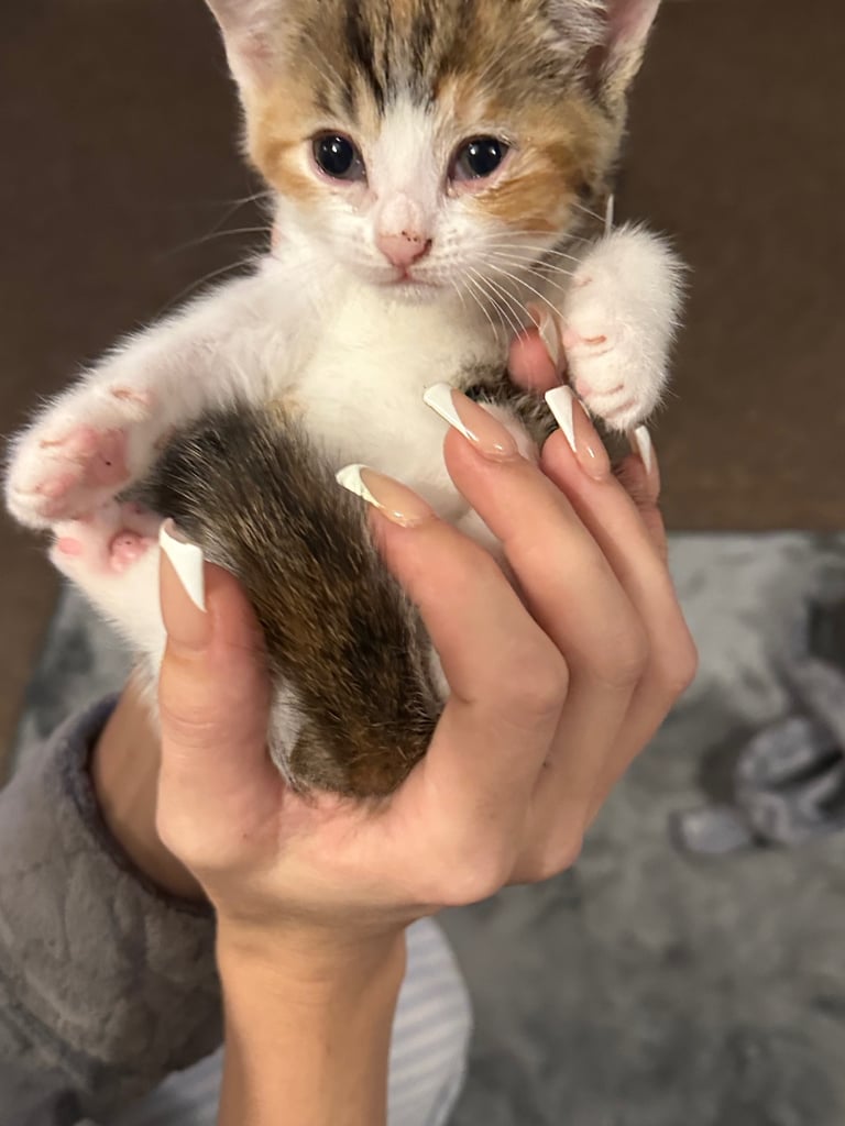 Kittens 