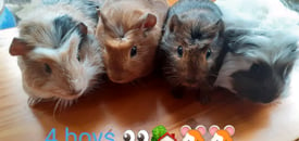 Baby guinea pigs for sale