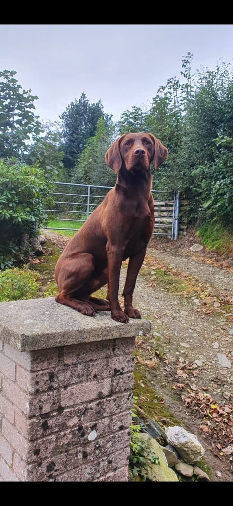 Golden retriever x red pointer(1 male pup left)