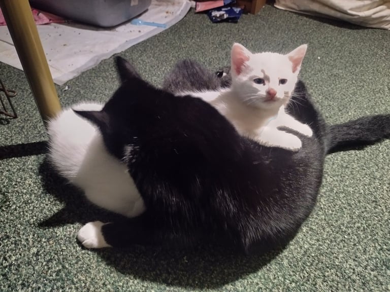 Beautiful white kittens 