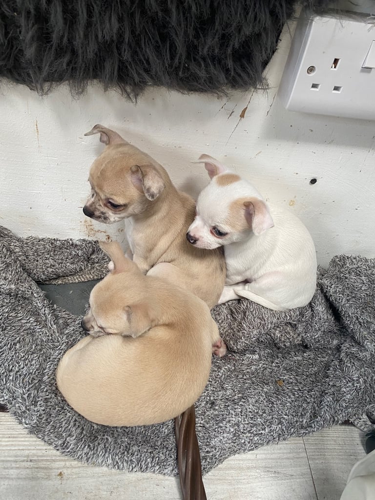 Pedigree Chihuahua puppies 