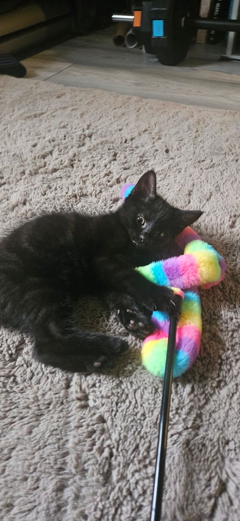 Kitten