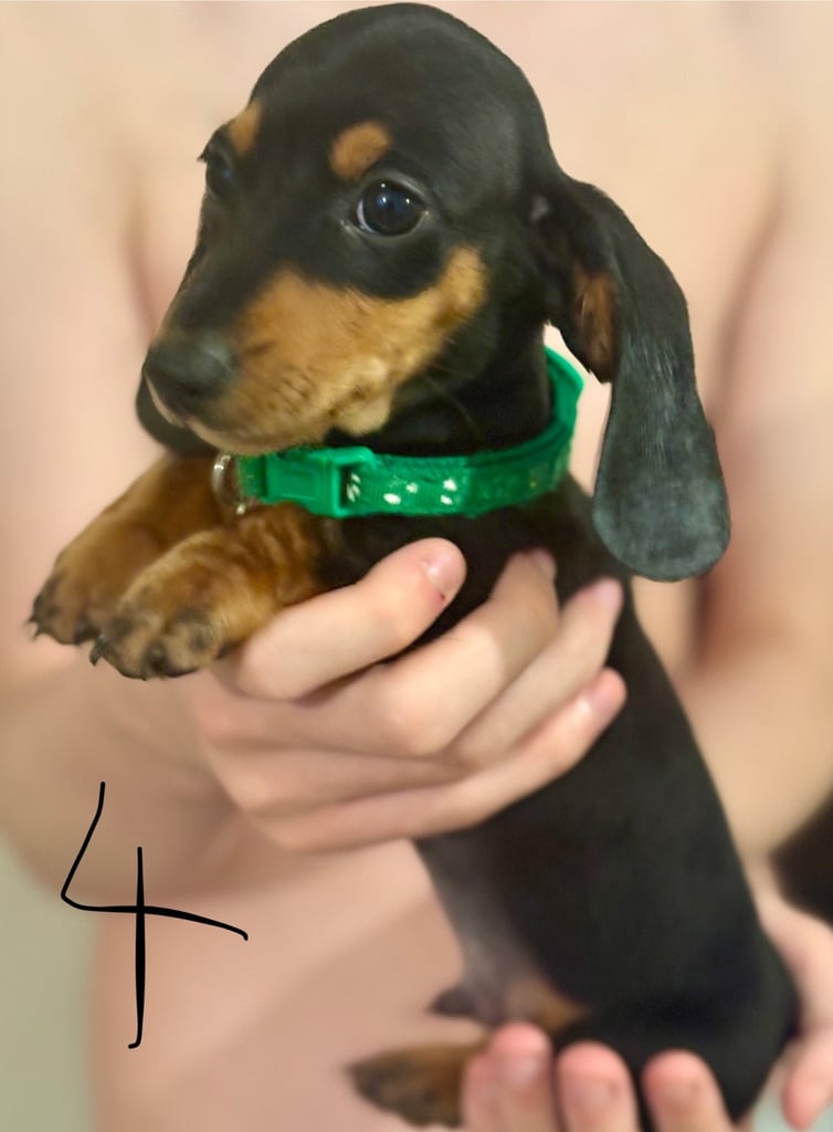 Miniature dauchund pupsREADY NOW