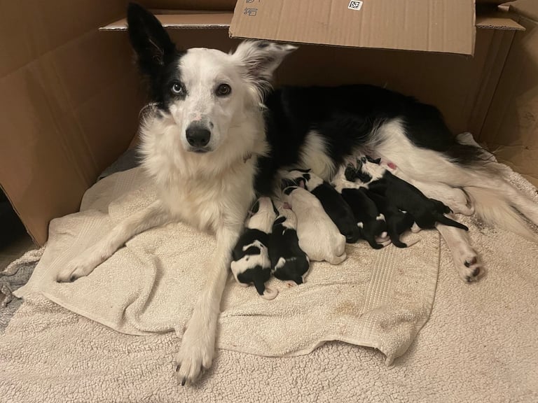 Collie Puppies 