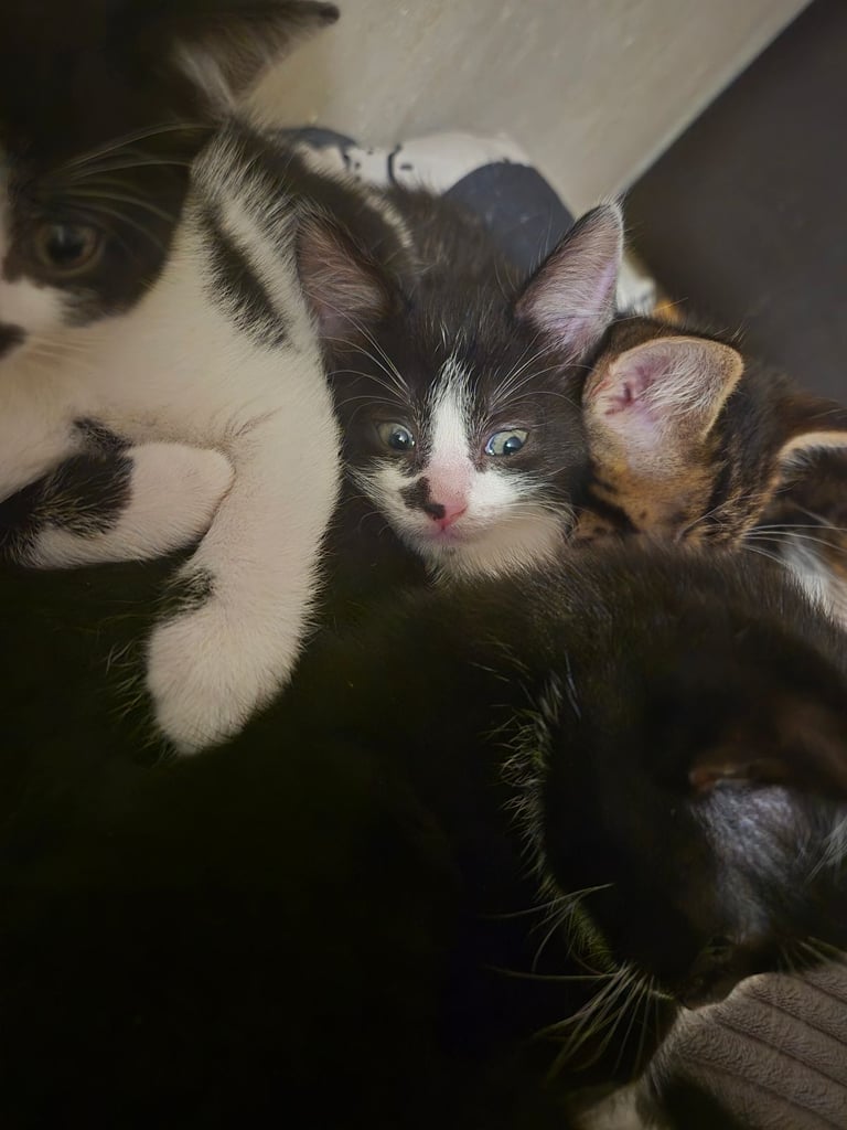 Beautiful kittens ready to go