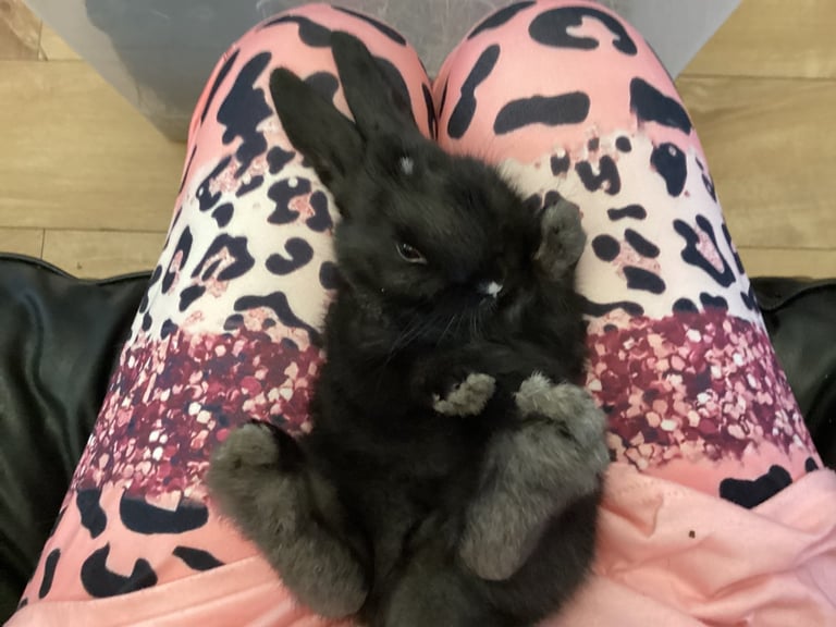 Baby rabbits 