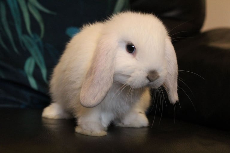 Baby mini lop rabbits