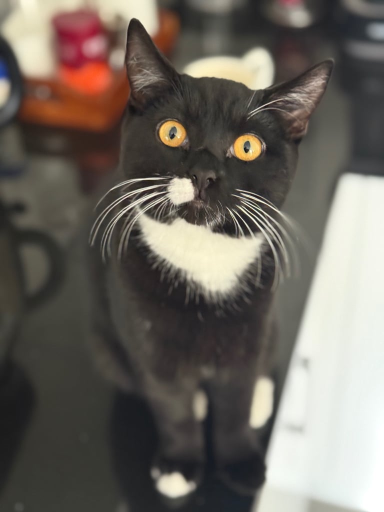 Kitten (Smudge) 6 Months old British short hair cross 