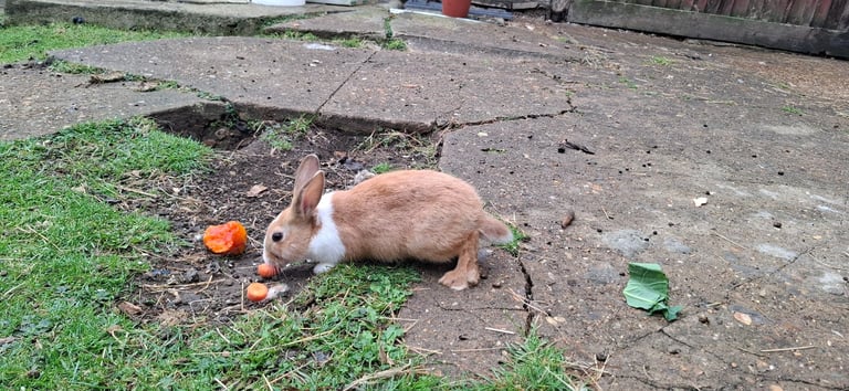 BEAUTIFUL RABBITS ARE SALE-Each £25