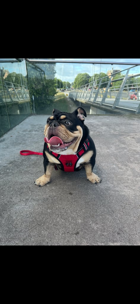 Black and Tan English bulldog 
