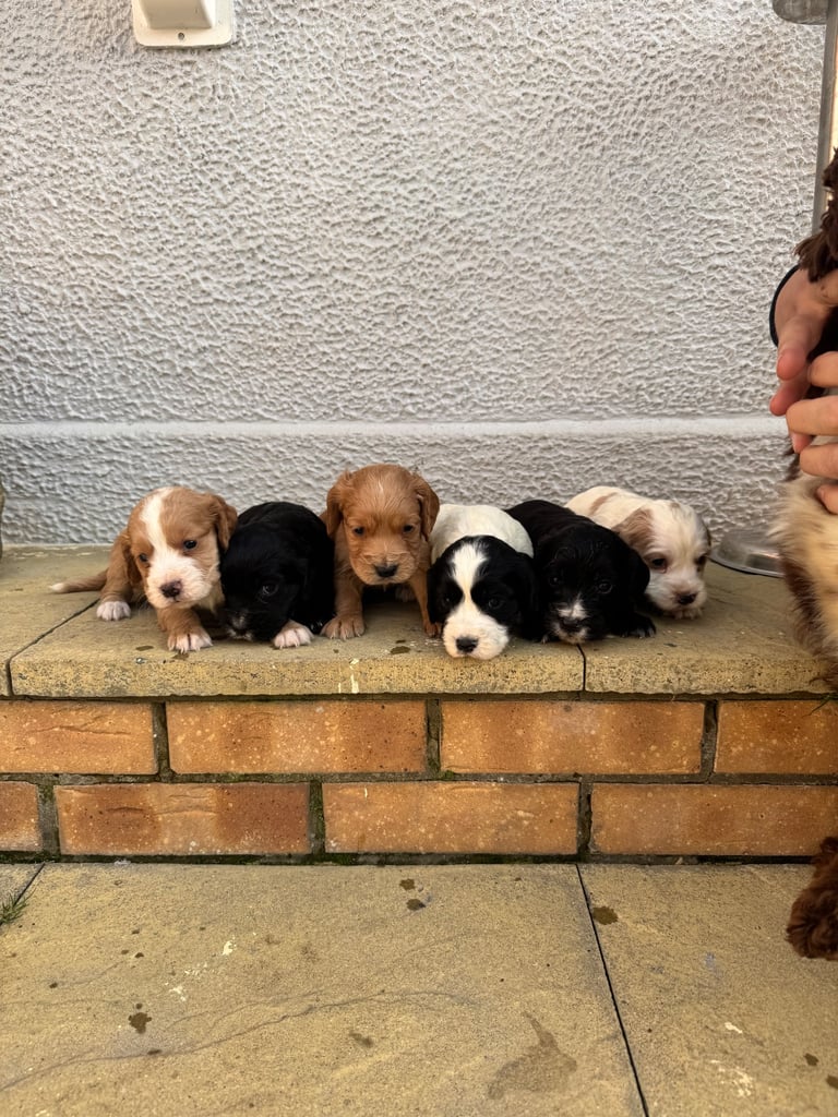 KC Registered Cocker Spaniel Puppies