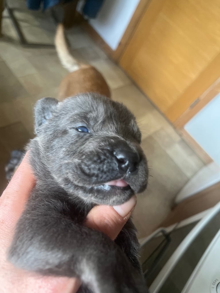 Cane Corso × Belgian Malinois Puppies 3/4 left 