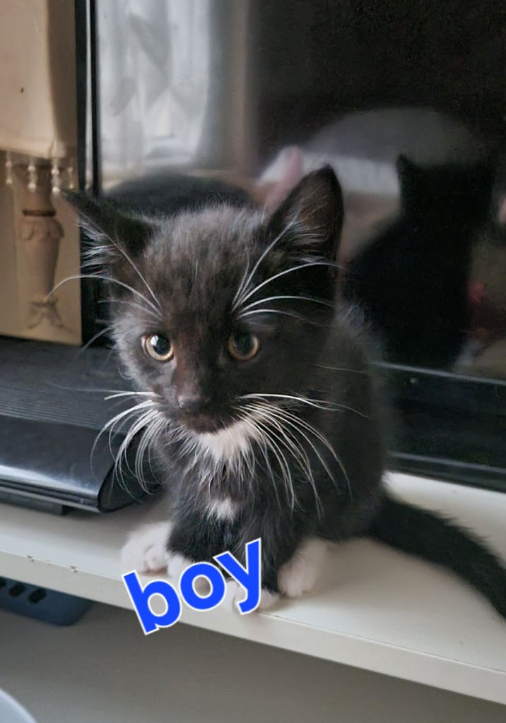image for Kittens for sale 