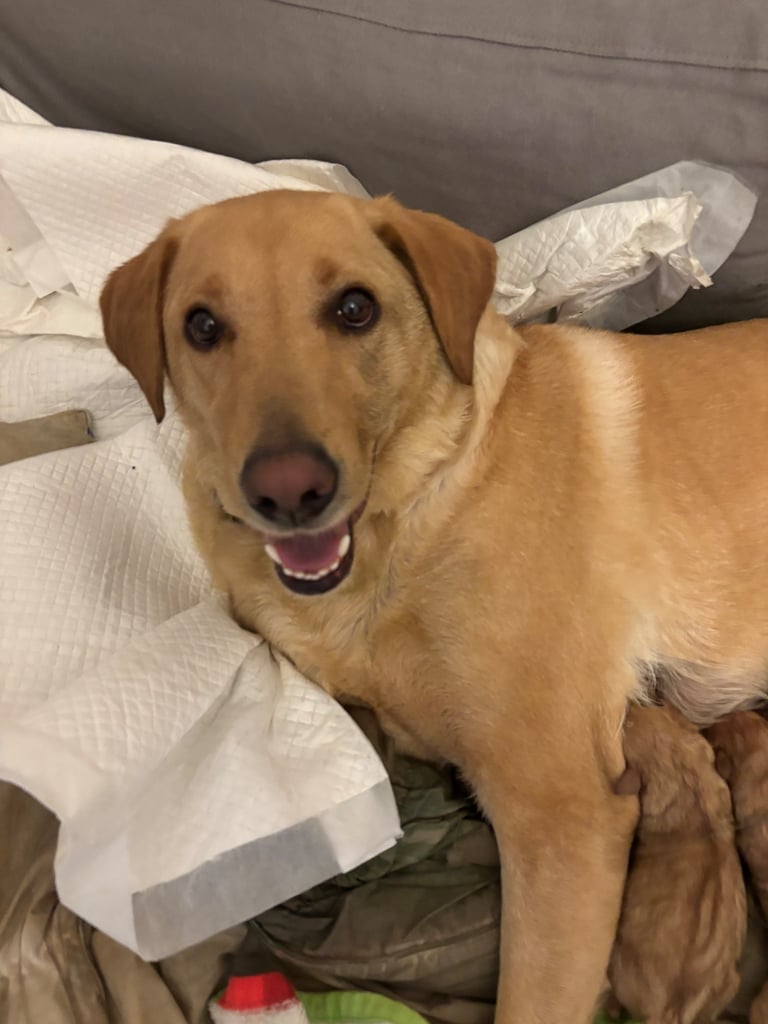 Beautiful red fox Labrador puppies for sale 