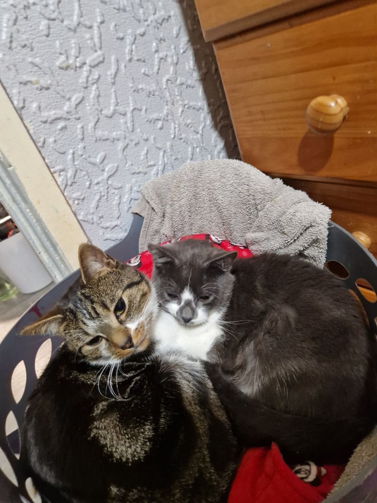 2 cats for sale urgently 