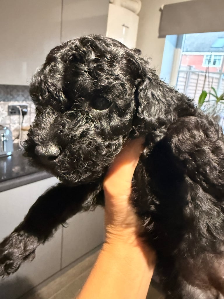 Poochon Toy poodle cross 