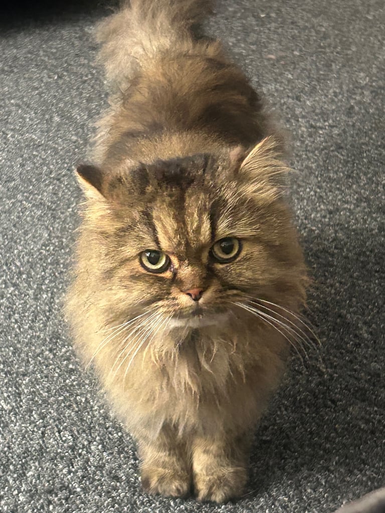 image for Adult cat looking for urgent rehome 