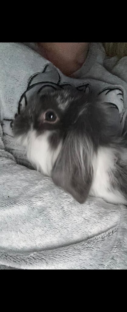 image for Mini lop / lion fluffy 4 month old rabbit .