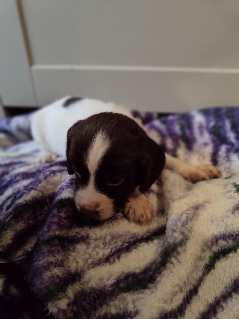 English Springer Spaniel puppies KC Registered 