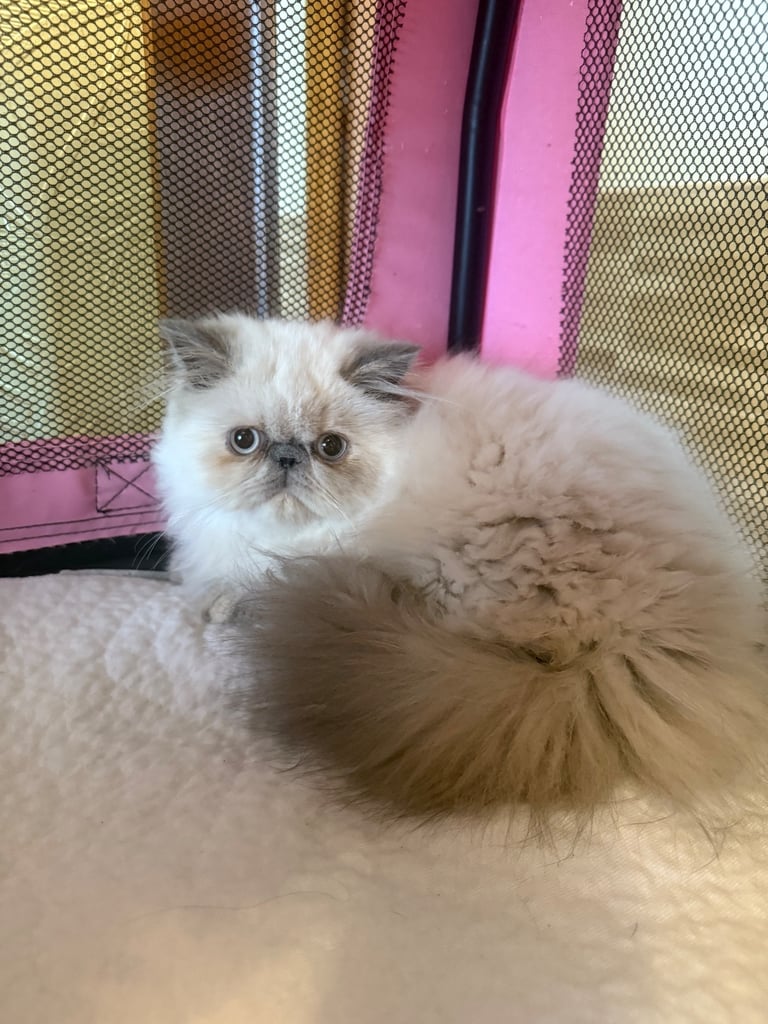 💗 Beautiful Persian Kittens 💗